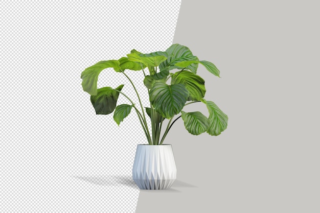 Planta em renderização 3d isolada