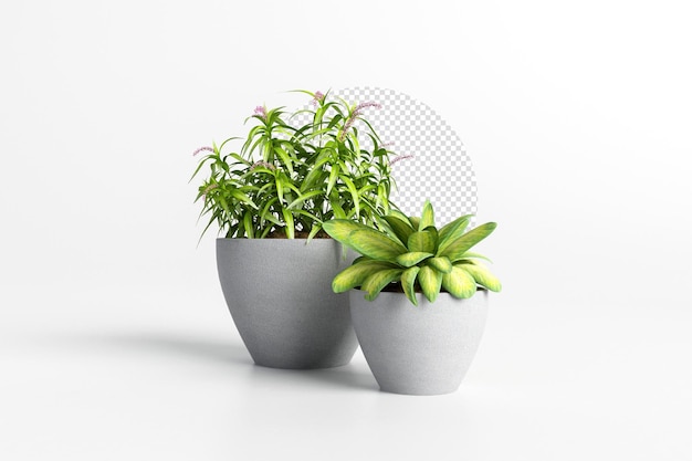 Planta em renderização 3d isolada