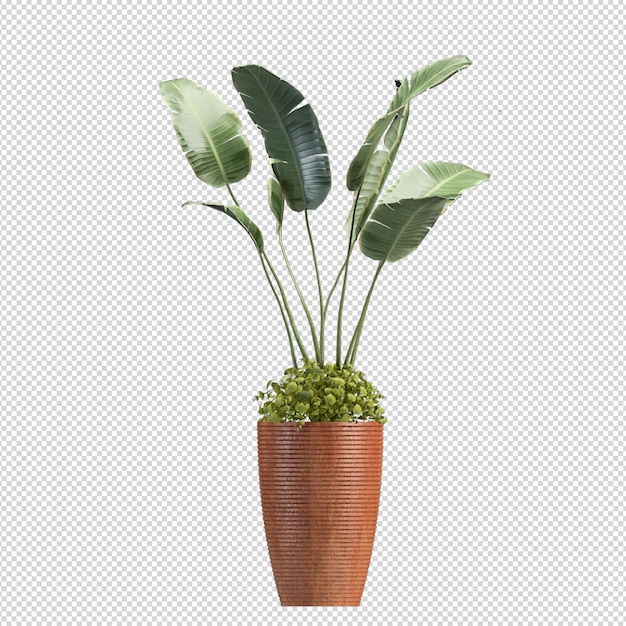 Planta em renderização 3d isolada