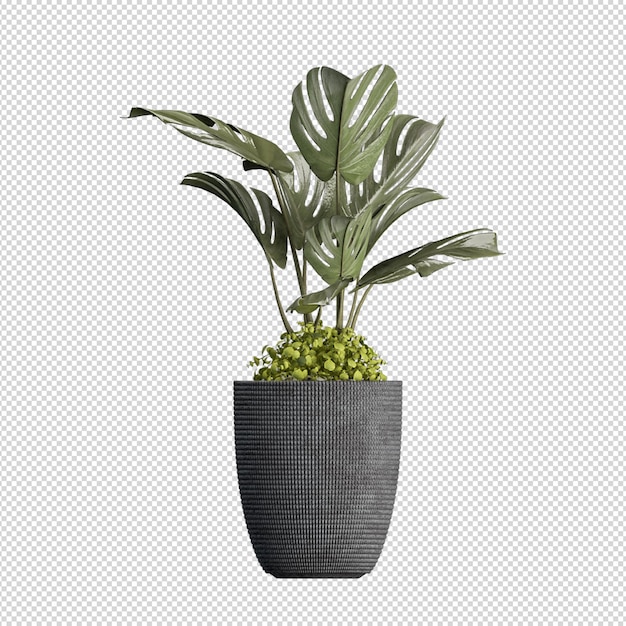 Planta em renderização 3d isolada