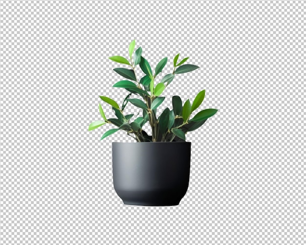 planta em vaso e folhas tropicais decoram em fundo transparente