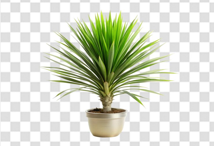 PSD una planta está en una olla en un fondo transparente