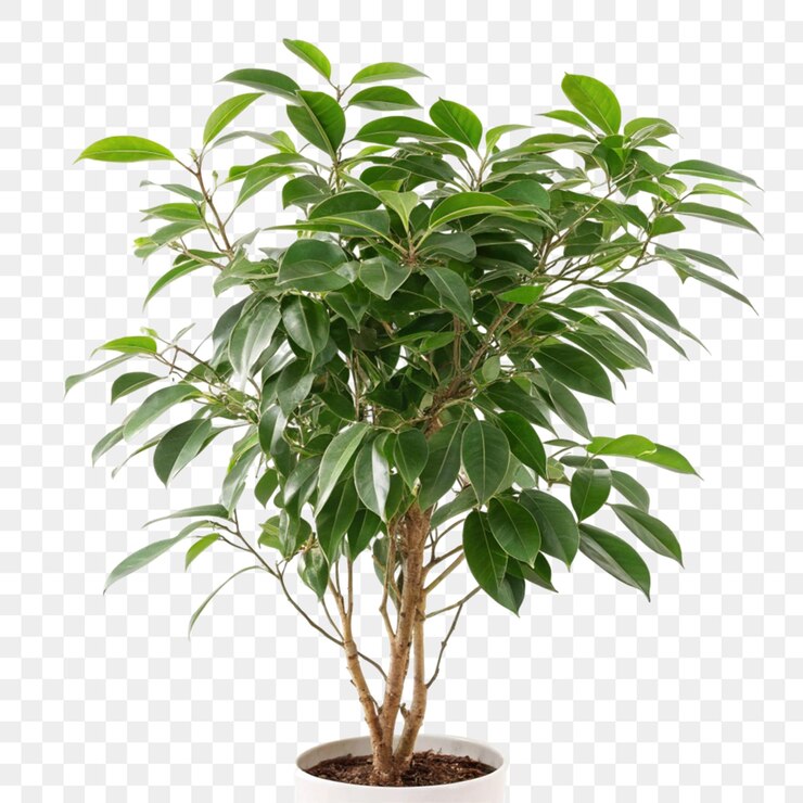 PSD planta de ficus aislada sobre un fondo transparente