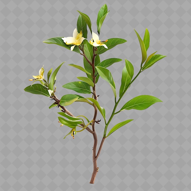 una planta con una flor en ella que está etiquetada primavera