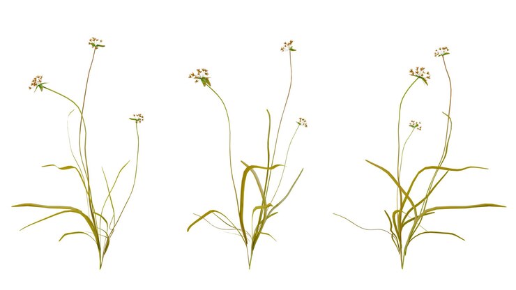 PSD planta y flor de fondo transparente