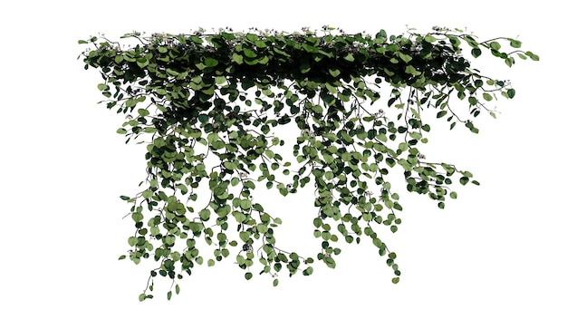 PSD planta y flor vid verde hiedra hojas tropicales colgantes escalando aisladas en un fondo transparente