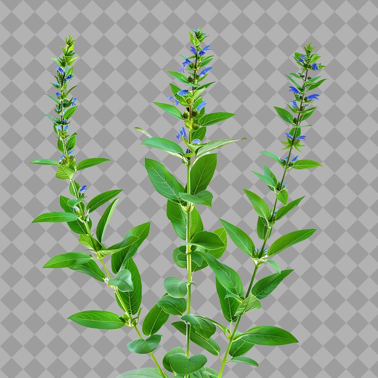 PSD una planta con flores azules en ella y un fondo gris