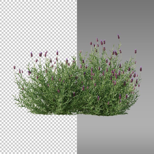 planta con flores púrpuras en un fondo transparente
