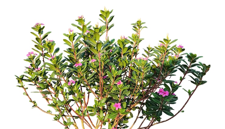 PSD una planta con flores rosas y hojas verdes un grupo de flores de color rosa plantas marco en p
