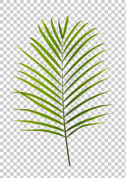 Planta de follaje de hoja de palma tropical PNG transparencia