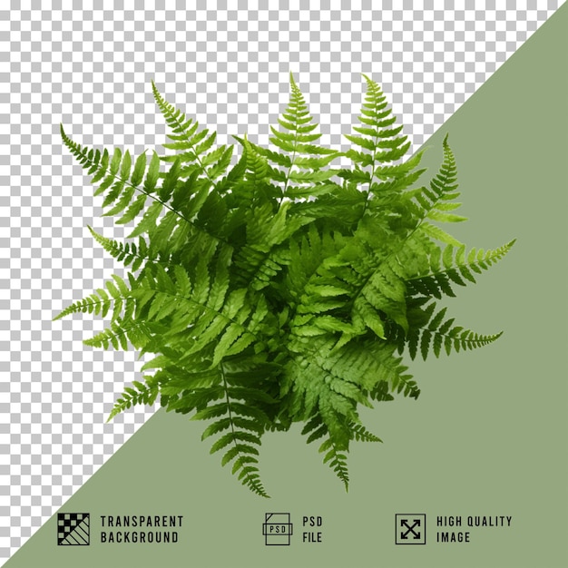 planta de helecho aislada sobre un fondo transparente