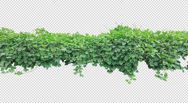 planta de hiedra verde sobre un fondo blanco una cascada verde exuberante de hojas en forma de corazón contra un png