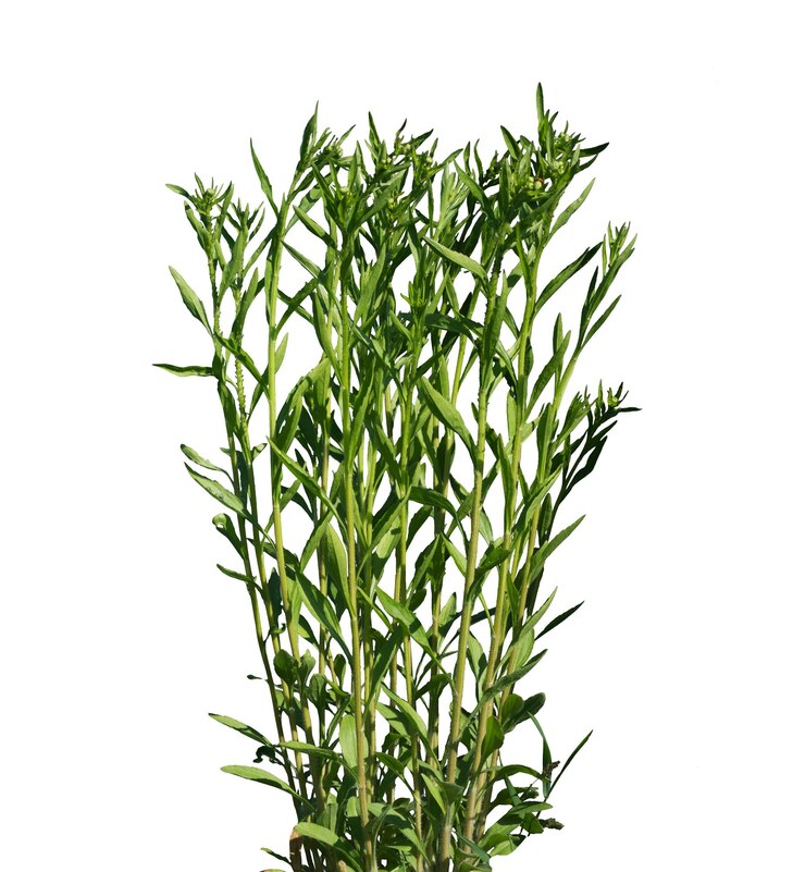 PSD planta de hierba de estragón verde fresco