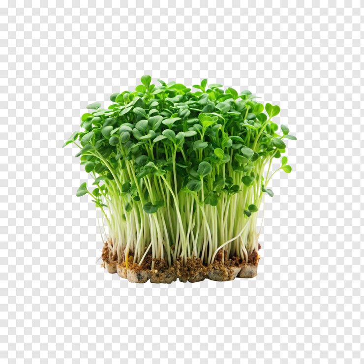 PSD una planta con hojas verdes aisladas imagen png en el fondo transparente