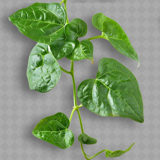 Una planta con hojas verdes y un fondo blanco