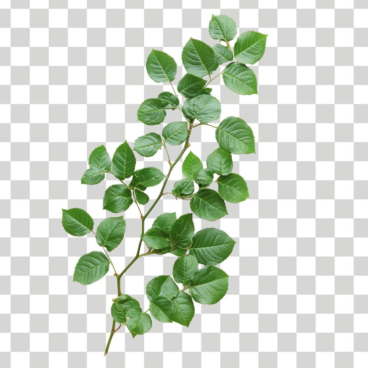 una planta con hojas verdes en un fondo a cuadros