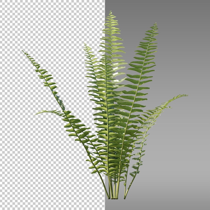 PSD una planta con hojas verdes y una imagen de un helecho