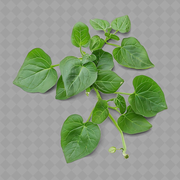PSD una planta con hojas verdes que está creciendo en un fondo transparente