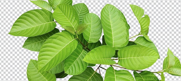 una planta con hojas verdes sobre un fondo blanco planta de hoja verde naturaleza ecológica rama de árbol