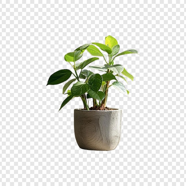 Planta de interior en una olla en un soporte de madera aislado sobre un fondo transparente