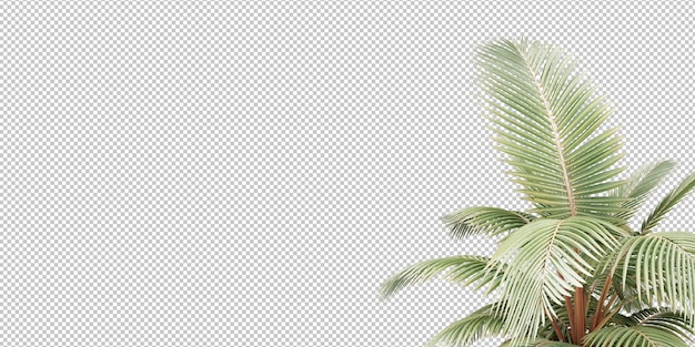 planta isolada e folhas tropicais em fundo transparente
