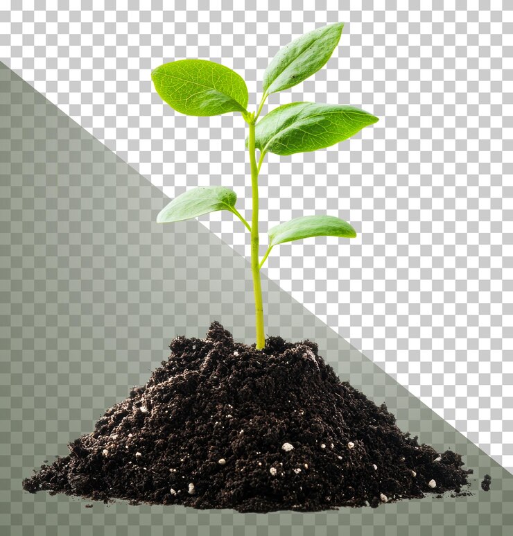 PSD planta joven que crece en un suelo rico bajo la luz del sol cortado stock png