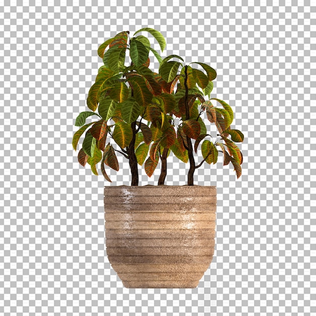 PSD planta en maceta en 3d rendering aislado