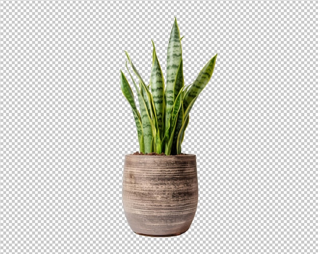 planta en maceta aislada y planta de casa decorada sobre fondo transparente
