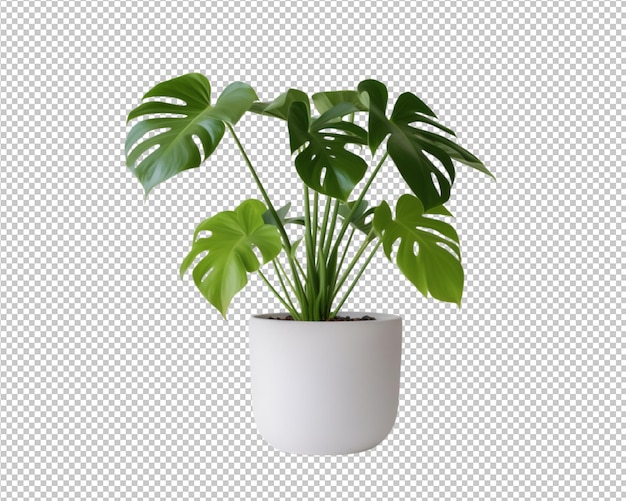 planta en maceta y hojas tropicales decoran sobre fondo transparente