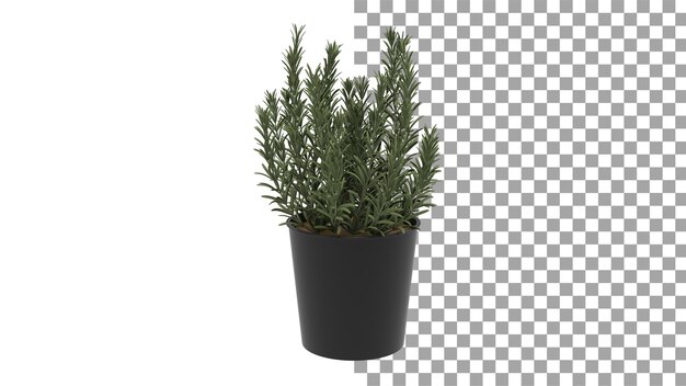 Planta con maceta negra sin sombra 3d render