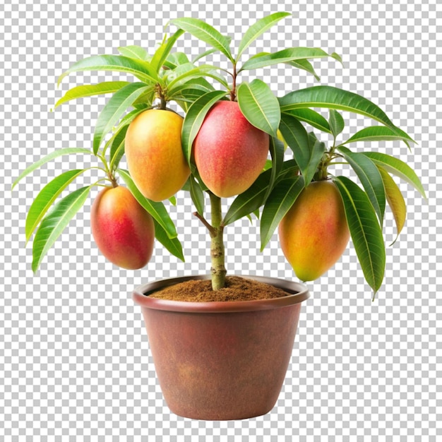 PSD planta de mango en un fondo transparente