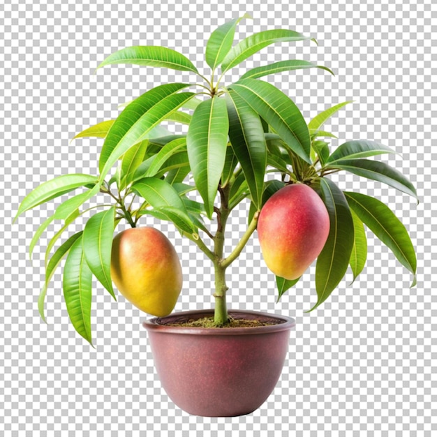 PSD planta de mango en un fondo transparente