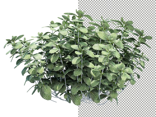 Planta de menta sobre fondo transparente renderizado 3D