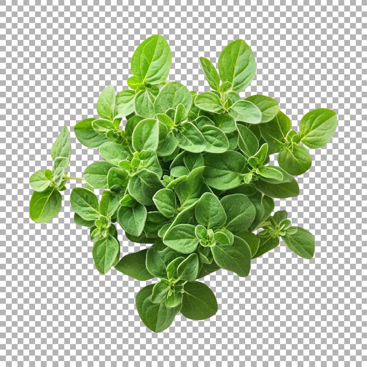 PSD planta de mermelada de png en un fondo transparente generada por ai