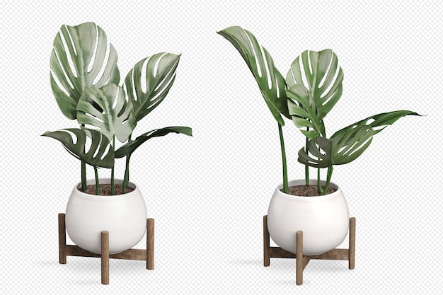 Planta monstera en maceta en render 3d