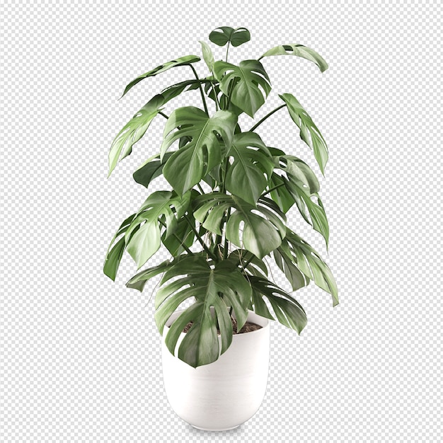 Planta monstera en maceta en render 3d