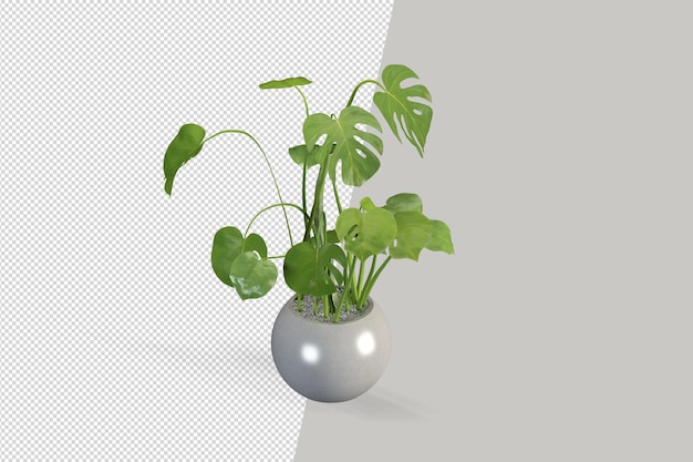 Planta monstera en maceta en render 3d