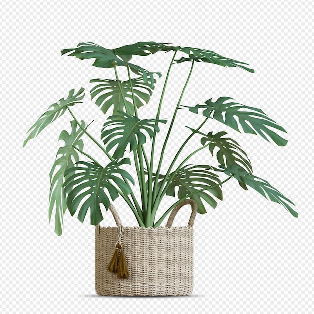 Planta monstera en maceta en render 3d