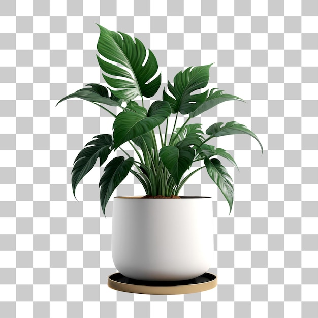 Planta de monstera en una olla aislada sobre un fondo transparente