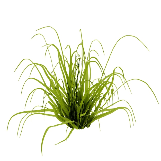 Planta natural de tufo de grama verde