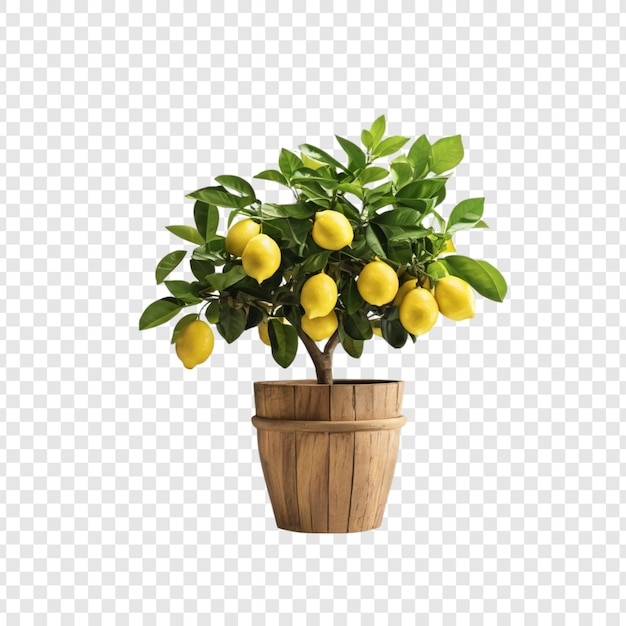Planta en olla de limón y cítricos Planta de madera en olla de frutas amarillas Hojas verdes Decoración del hogar Limones frescos
