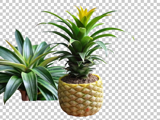 PSD una planta en una olla de piña con una planta en un fondo transparente