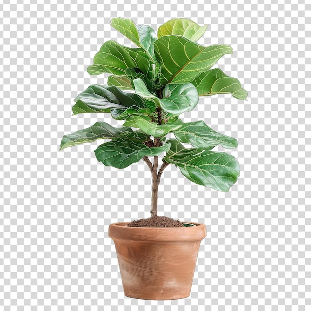 PSD una planta en una olla con una planta en ella