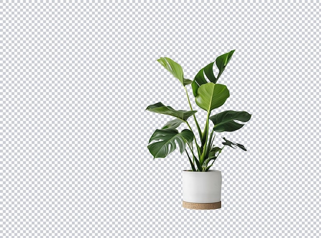 una planta con una olla verde