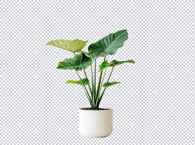 una planta con una olla verde