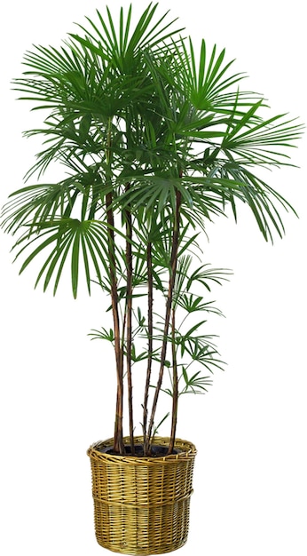 PSD planta de palma psd planta decorativa