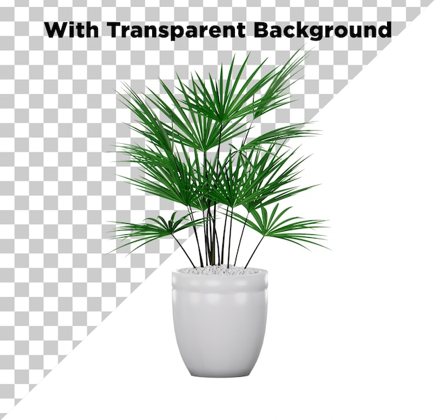 La planta de palma Rhapis en olla