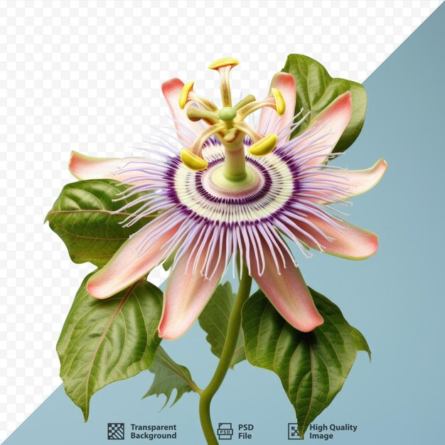 PSD la planta passiflora incarnata tiene propiedades medicinales para los problemas de salud de las mujeres