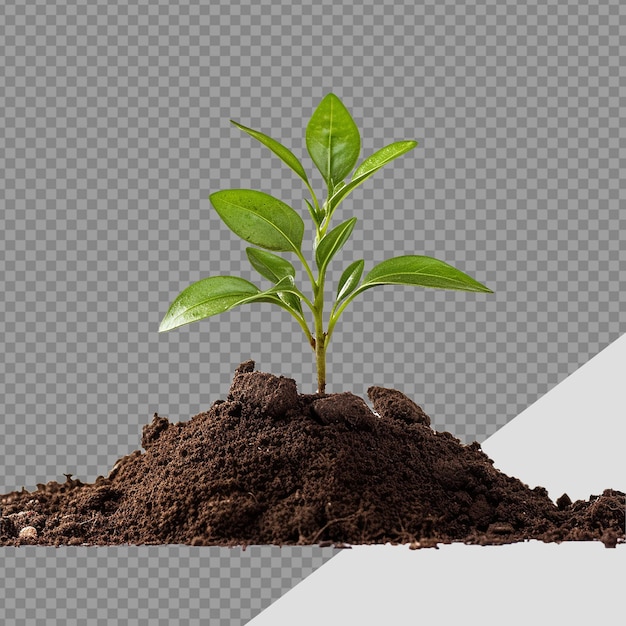 PSD planta pequena no solo png isolada em fundo transparente