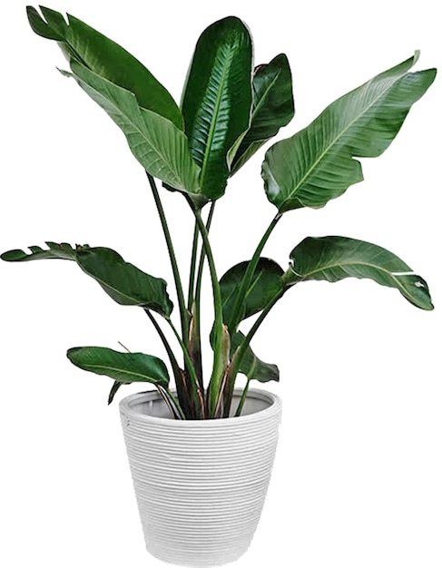 Planta png planta da casa